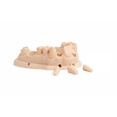Asiga DentaModel 3D impression modèle avec dies couleur amande