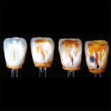 Coffret Cire à Sculpter Creation Yeti - 12 Couleurs de Cires - Massilia Dental - Fournitures Matériel Cabinet Dentaire