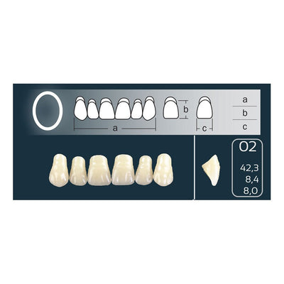 Dents Cross Linked 2 Formes Ovales Forme 02 - Teintes Vita - Massilia Dental - Fournitures Matériel Cabinet Dentaire