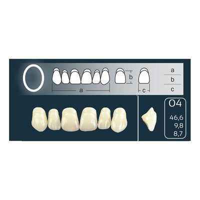 Dents Cross Linked 2 Formes Ovales Forme 04 - Teintes Vita - Massilia Dental - Fournitures Matériel Cabinet Dentaire