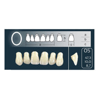 Dents Cross Linked 2 Formes Ovales Forme 05 - Teintes Vita - Massilia Dental - Fournitures Matériel Cabinet Dentaire