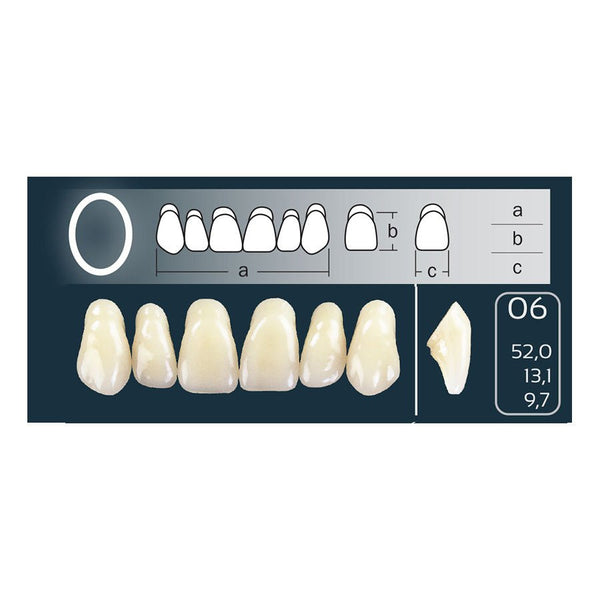 Dents Cross Linked 2 Formes Ovales Forme 06 - Teintes Vita - Massilia Dental - Fournitures Matériel Cabinet Dentaire