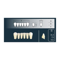 Cross-Linked Teeth Anterior Lower I1