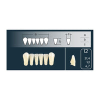 Dents Cross Linked 2 Antérieures Bas Forme I2 Teintes Vita - Massilia Dental - Fournitures Matériel Cabinet Dentaire