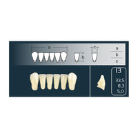 Cross-Linked Teeth Anterior Lower I3