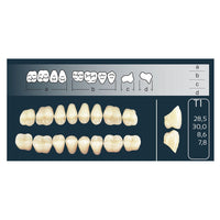 Dents Cross Linked Postérieures Forme T1 Haut ou Bas - Massilia Dental - Fournitures Matériel Cabinet Dentaire