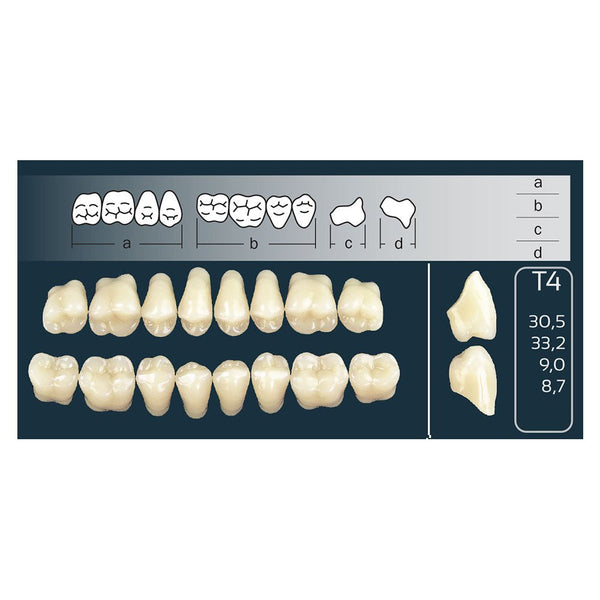 Dents Cross Linked Postérieures Forme T4 Haut ou Bas - Massilia Dental - Fournitures Matériel Cabinet Dentaire