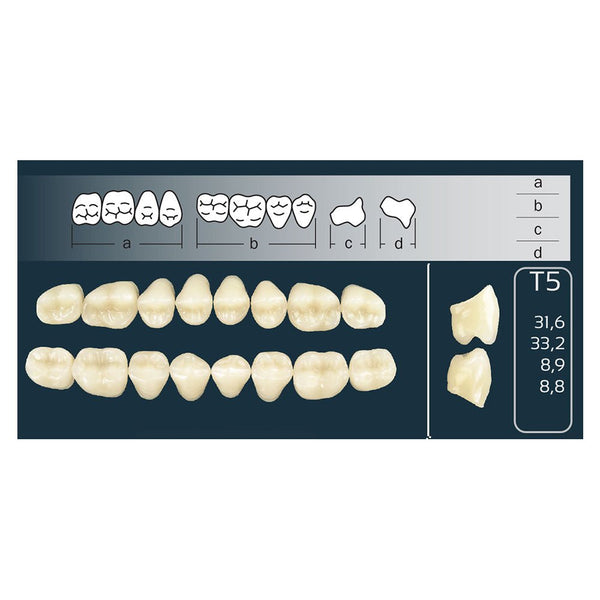 Dents Cross Linked Postérieures Forme T5 Haut ou Bas - Massilia Dental - Fournitures Matériel Cabinet Dentaire