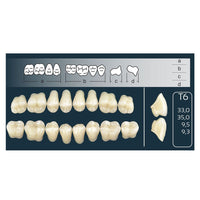 Dents Cross Linked Postérieures Forme T6 Haut ou Bas - Massilia Dental - Fournitures Matériel Cabinet Dentaire