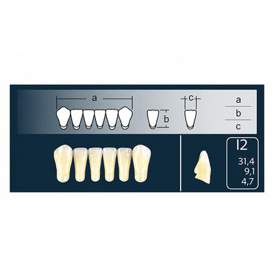 Dents Cross Linked 2 Polident antérieures bas forme I2 teintes Vita