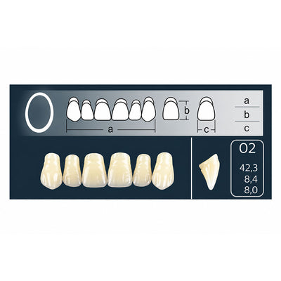 Dents Cross-Linked 2 haut forme ovale 02 teintes Vita pour prothèse dentaire résine