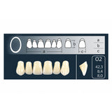 Dents Cross-Linked 2 haut forme ovale 02 teintes Vita pour prothèse dentaire résine