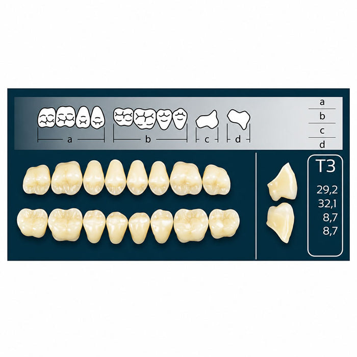 Dents Cross linked Polident forme T3 postérieures pour montage adjointe haut ou bas