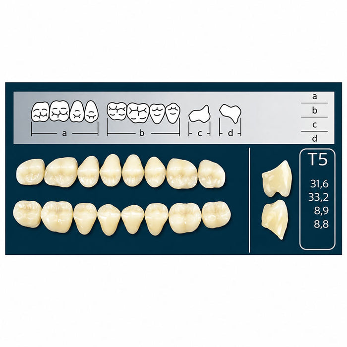 Dents Cross Linked postérieures forme T5 haut ou bas