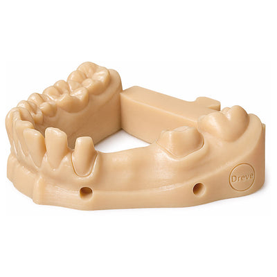 Fotodent Model 2 Résine 3D modèles couleur beige - Drêve