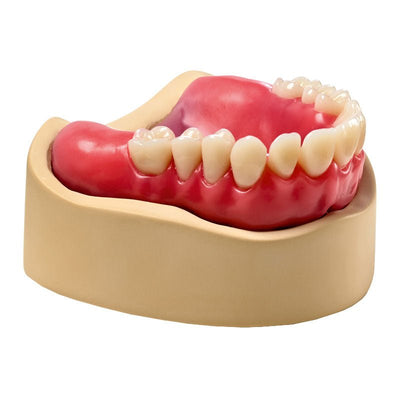 Elite LC Tray Round Plaques Photo Rose - Base dure Montage - Massilia Dental - Fournitures Matériel Cabinet Dentaire